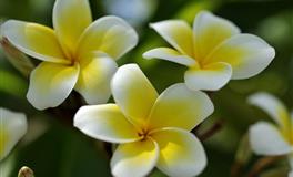 Pandora占星小巫天蝎座一周塔罗运势（4.25-5.1）