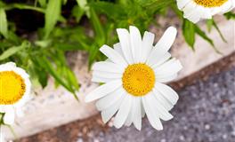 Pandora占星小巫2022年5月处女座运势