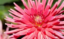 容易栽倒在同一个人身上的星座，好了伤疤忘了疼