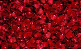 开扒12生肖爱错人的几率有多大？