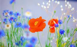 魅力迷人，风情万种，最让男人神魂颠倒的星座，简直天生万人迷