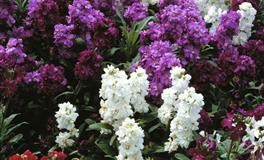 心情不好时，把负面情绪仓起来的星座