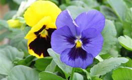 容易遇到渣男的星座，特别是遇上相貌堂堂的伪君子，都有谁？