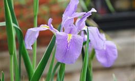 金牛月，这几个星座起伏较大（4.20-5.21）