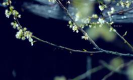 四个血型的冤大头指数排行