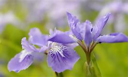 羲邑师姐生肖猴一周运势(5.2-5.8)