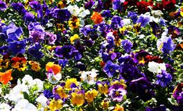 滴天居士一周生肖运势(5.8-4.14)