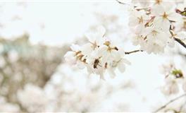 羲邑师姐：生肖狗一周运势(5.23-5.29)