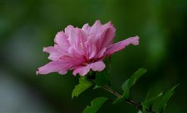 2022年5月桃花榜，这几个星座进入脱单冲刺期啦