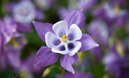 杀破狼天秤座一周运势(5.2-5.8)