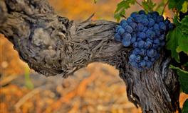 羲邑师姐：生肖龙一周运势(5.30-6.5)