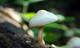 Kiddo一周星座运势（5.23-5.29）