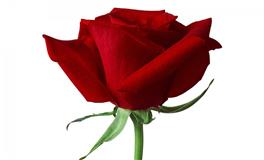 在一起就别放手！难寻的【优质情人】的星座女