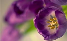 Alex天秤座2022年6月运势