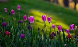 苏珊米勒每日运势2022年6月1日