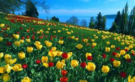 杀破狼天秤座一周运势(5.30-6.5)