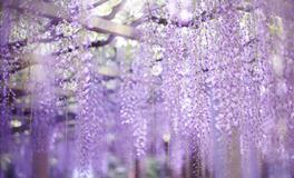 杀破狼双鱼座一周运势(5.2-5.8)