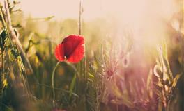 杀破狼金牛座一周运势(5.23-5.29)