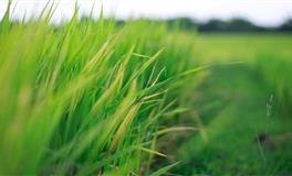 竹猫星球射手座一周塔罗运势（5.2-5.8）