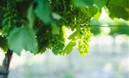 郑博士：每周生肖运势（5.16-5.22）