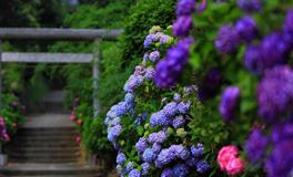 苏珊米勒一周星座运势（5.16-5.22）