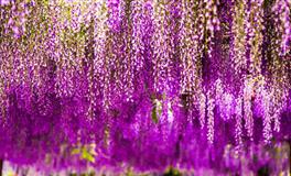 Alex双子座一周运势（5.16-5.22）