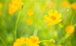 这个星座单身是因为上头快下头更快