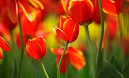 竹猫星球巨蟹座一周塔罗运势（5.2-5.8）