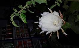 双子座生日快乐，永远年轻、永远热泪盈眶