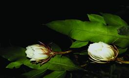 最有可能成为亿万富翁的星座