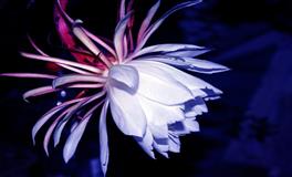 Lunita占星之旅射手座一周运势(5.2-5.8)