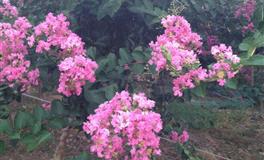 金星金牛座的爱情宿命