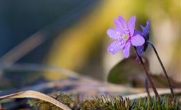 闹闹女巫店魔羯座一周运势(5.30-6.5)
