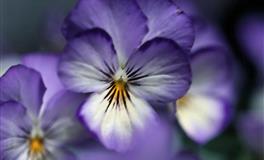 苏珊米勒2022年5月射手座运势完整版