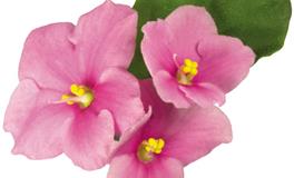 Lunita占星之旅巨蟹座一周运势(5.2-5.8)