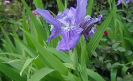 Alex白羊座一周运势（5.9-5.15）