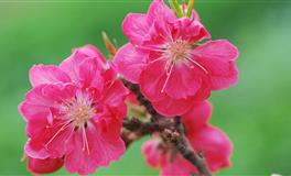 佩妮2022年6月星座运势