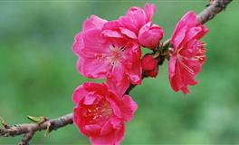 羲邑师姐生肖猪一周运势(5.9-5.15)