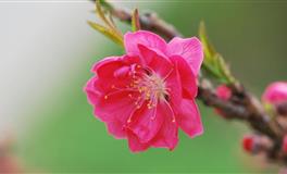 裴恩双子座2022年5月事业运势