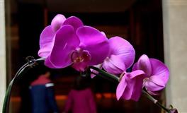 杀破狼天秤座一周运势(5.16-5.22)