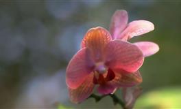 杀破狼双鱼座一周运势(5.30-6.5)