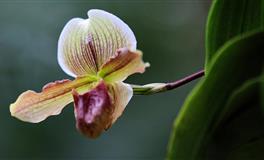 羲邑师姐：生肖鸡一周运势(5.30-6.5)