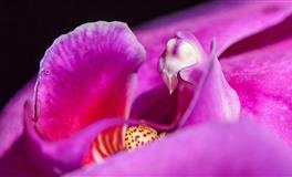 星座女神狮子座一周运势(5.2-5.8)