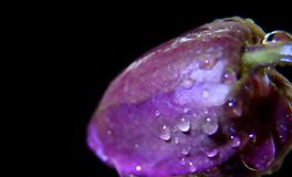 Alex金牛座2022年6月运势