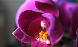 花甜金牛座2022年6月运势