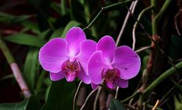 Lunita占星之旅巨蟹座一周运势(5.16-5.22)