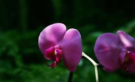 占星骑士12星座2022年5月感情提示（2022.5.1-2022.5.29）