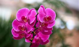 Alex狮子座一周运势（5.23-5.29）