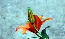 闹闹女巫店金牛座一周运势(5.16-5.22)