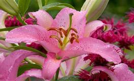 羲邑师姐生肖狗一周运势(5.16-5.22)